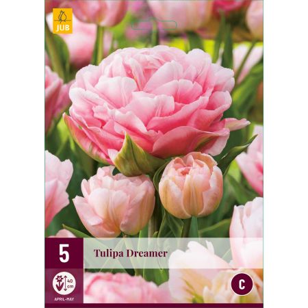 Tulipa Dreamer