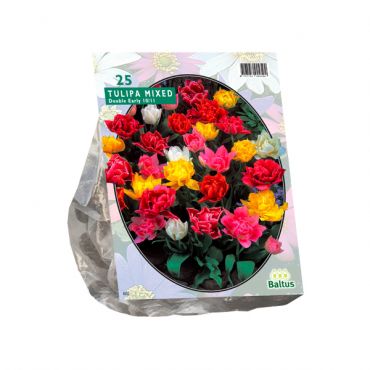 Tulipa Dubbel