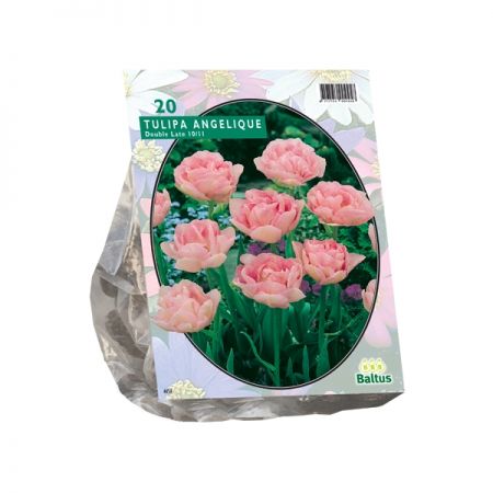 Tulipa Dubbel Laat Angelique
