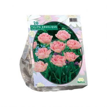 Tulipa Dubbel Laat Angelique