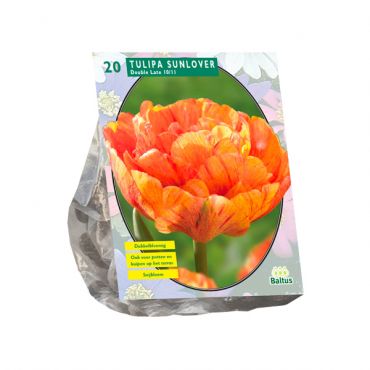 Tulipa Dubbel Laat Sunlover