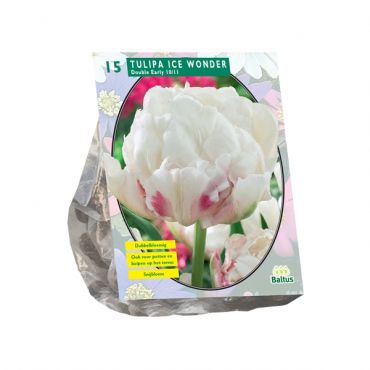 Tulipa Dubbel Vroeg Ice Wonder