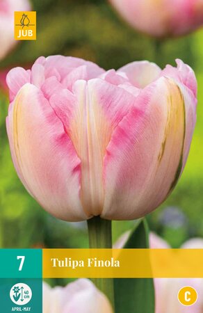 Tulipa Finola