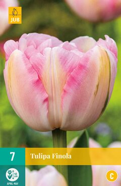 Tulipa Finola