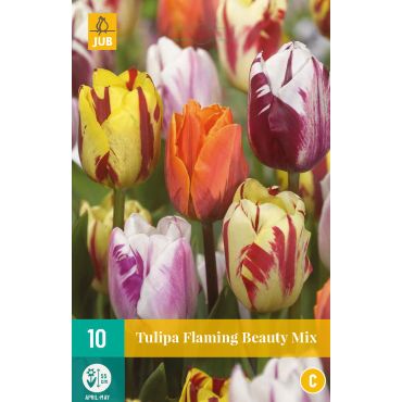 Tulipa Flaming Beauty Mix
