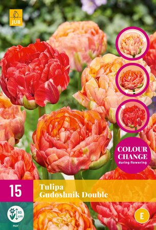 Tulipa Gudushnik Double