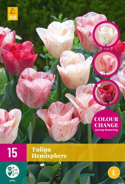 Tulipa Hemisphere