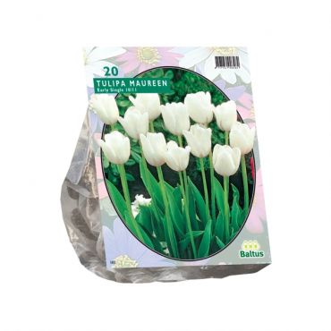 Tulipa Maureen, Enkel Laat