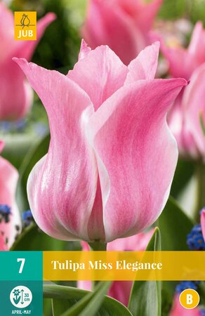 Tulipa Miss Elegance