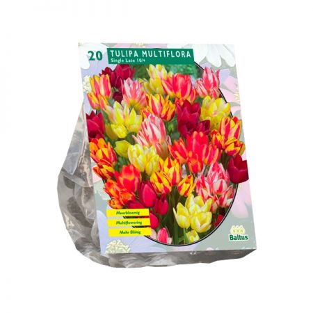 Tulipa Multiflora