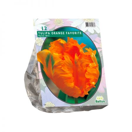Tulipa Orange Favourite, Parkiet