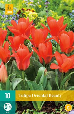 Tulipa Oriental Beauty