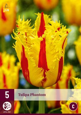 Tulipa Phantom