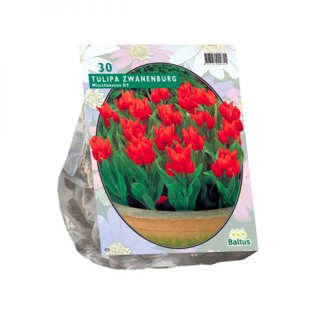 Tulipa Praestans Zwanenburg