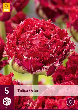 Tulipa Qatar