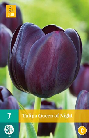 Tulipa Queen of Night