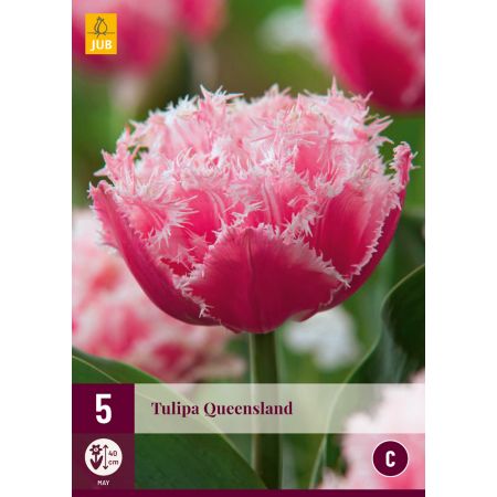 Tulipa Queensland