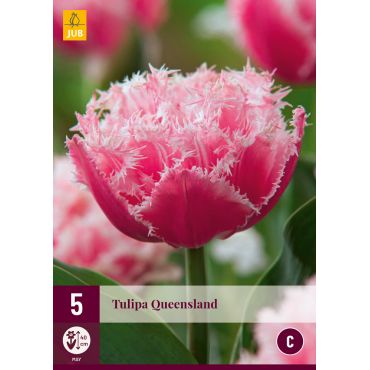 Tulipa Queensland