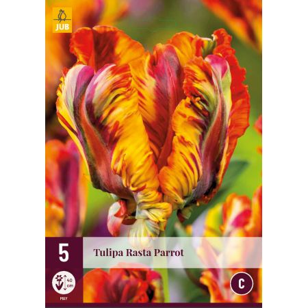 Tulipa Rasta Parrot