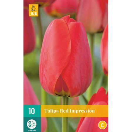 Tulipa Red Impression