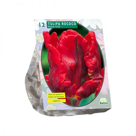 Tulipa Rococo Parrot, Parkiet