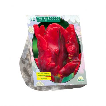 Tulipa Rococo Parrot, Parkiet