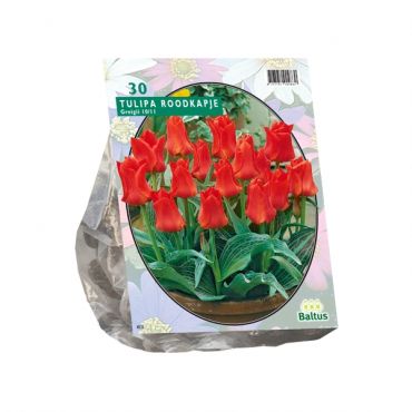 Tulipa Roodkapje, Greigii