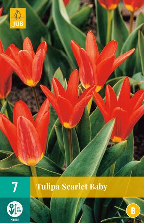 Tulipa Scarlet Baby