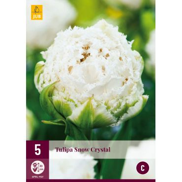 Tulipa Snow Crystal