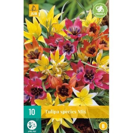 Tulipa Species Mix