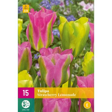 Tulipa Strawberry Lemonade