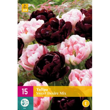 Tulipa Sweet Desire Mix