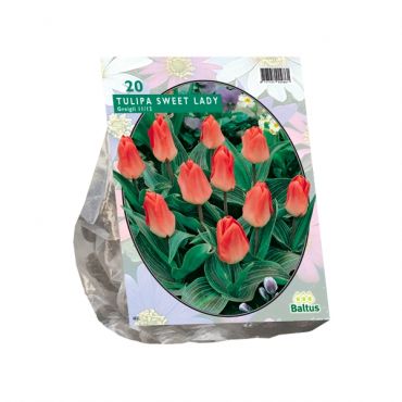 Tulipa Sweet Lady, Greigii per 20