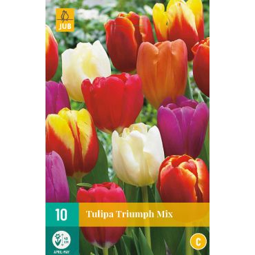Tulipa Triumph Mix