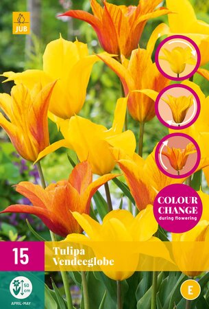 Tulipa Vendeeglobe