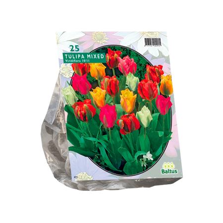 Tulipa Viridiflora