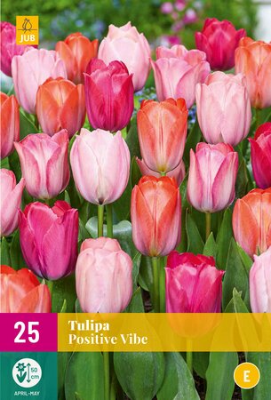 Tulipa Positive Vibe