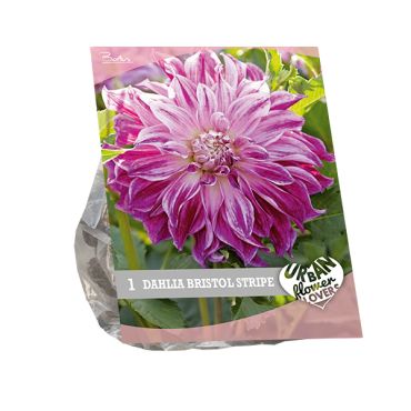 Urban flowers - bristol stripe 1