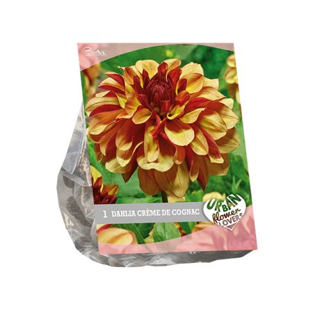 Urban flowers - creme de cognac