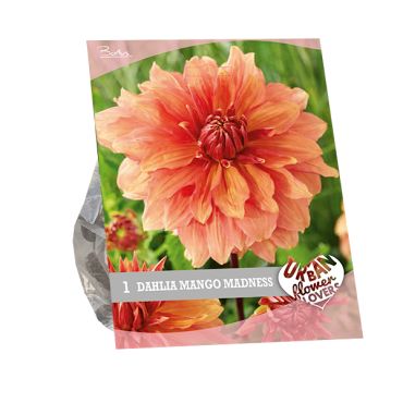 Urban flowers - mango madness 1st
