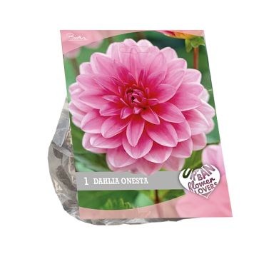 Urban flowers - onesta