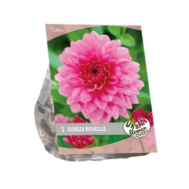 Urban flowers - rosella 1st