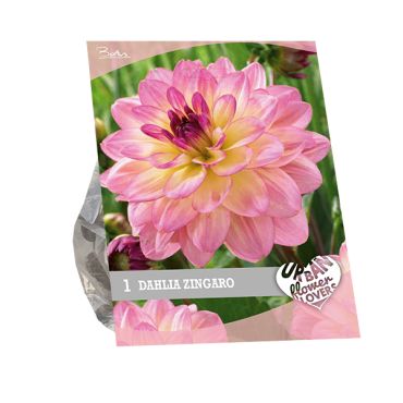 Urban flowers - zingaro 1st