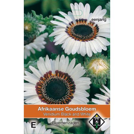Venidium fastuosum Black and White - afbeelding 1