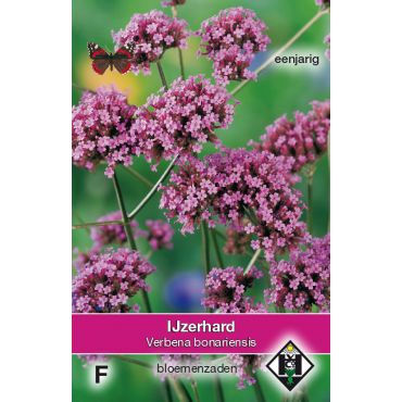 Verbena bonariensis - ijzerhard - afbeelding 1