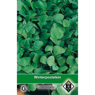 Winterpostelein - afbeelding 1
