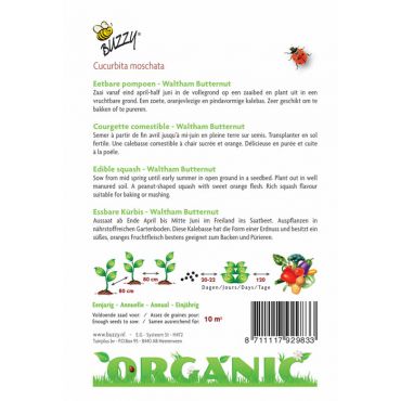 Eetbare Pompoen Waltham Butternut (BIO) - afbeelding 2