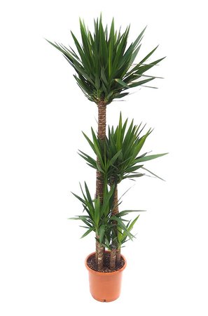 Yucca Ø36 cm - afbeelding 1