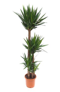 Yucca Ø36 cm - afbeelding 1
