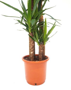 Yucca Ø36 cm - afbeelding 2